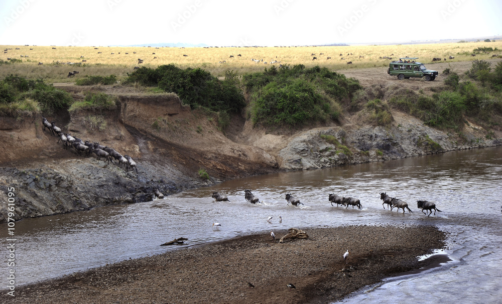 Gnuerna korsar Marafloden i Masai Marareservatet i Kenya.
Foto: Jan Fleischmann - obrazy, fototapety, plakaty 