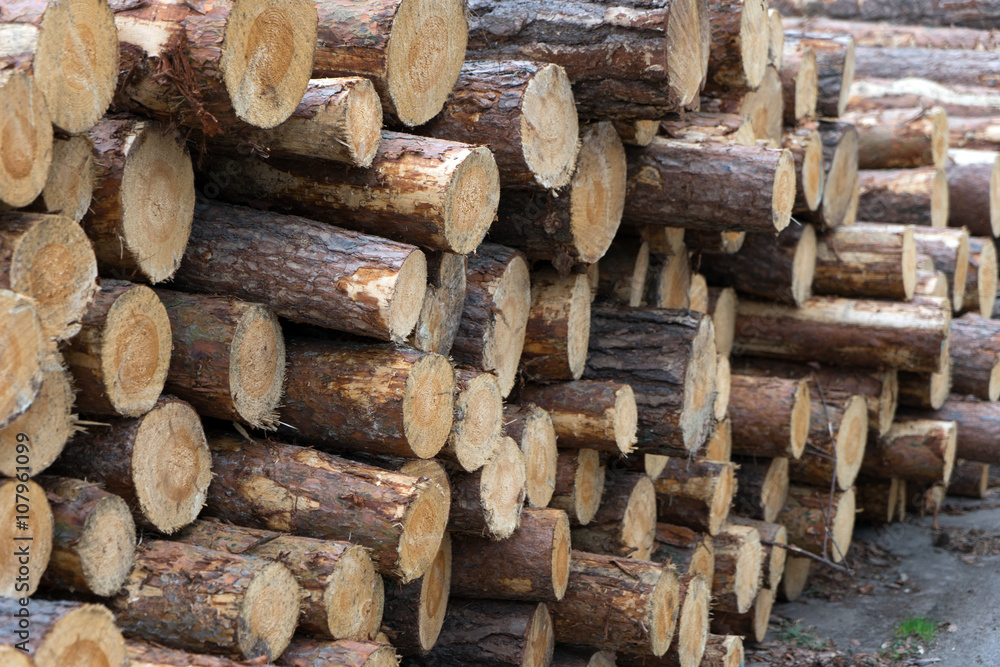 Timber Industry / many tree trunks on a pile Timber Industry / many tree trunks on a pile