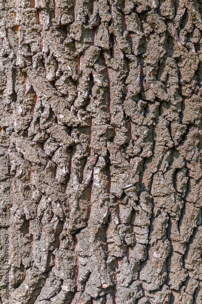 Old Wood Tree Texture Background Pattern Old Wood Tree Texture Background Pattern