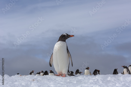 Gentoo Penguins on Iceberg