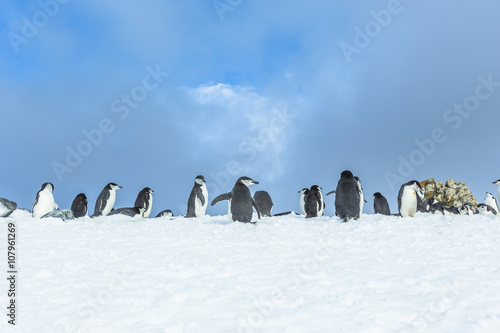 Gentoo Penguins on Iceberg