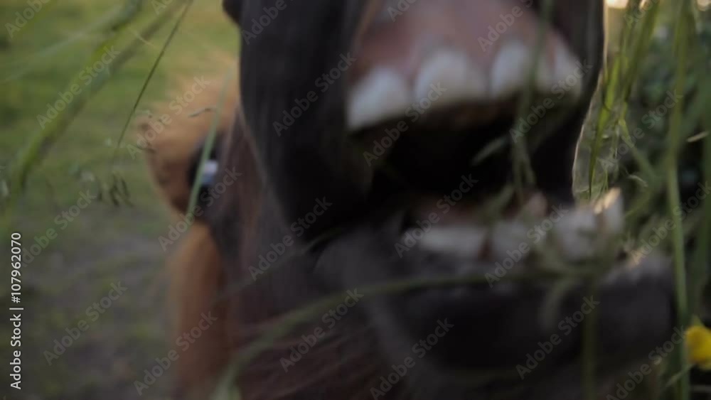A funny slow motion clip of a Shetland pony eating grass from an adult hand. You can see the ponies teeth and tongue as it chews and swallows the long fresh grass. A funny slow motion clip of a Shetland pony eating grass from an adult hand. You can see the ponies teeth and tongue as it chews and swallows the long fresh grass.