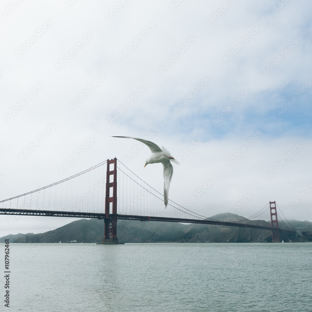Obraz premium seagull flying on golden gate