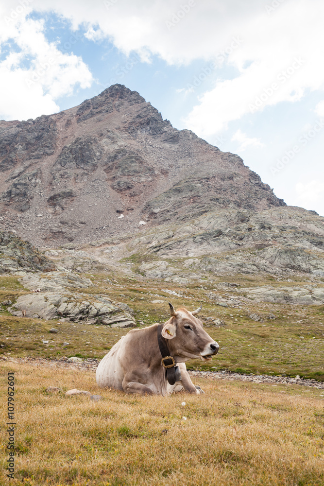 mucca che pascola libera su una montagna