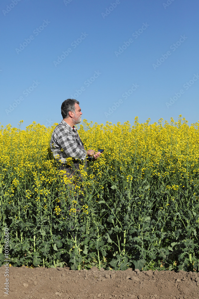 Farmer or agronomist in blossoming rapeseed field Farmer or agronomist in blossoming rapeseed field