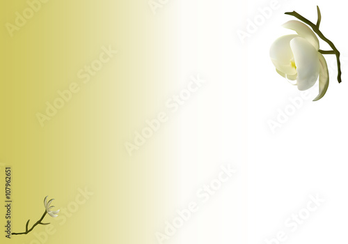 Gentle white Orchid as a symbol of relaxation