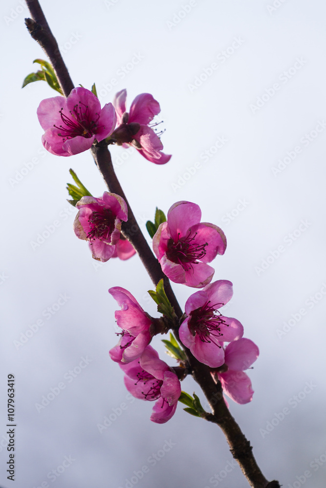 Spring blossom flower - obrazy, fototapety, plakaty 