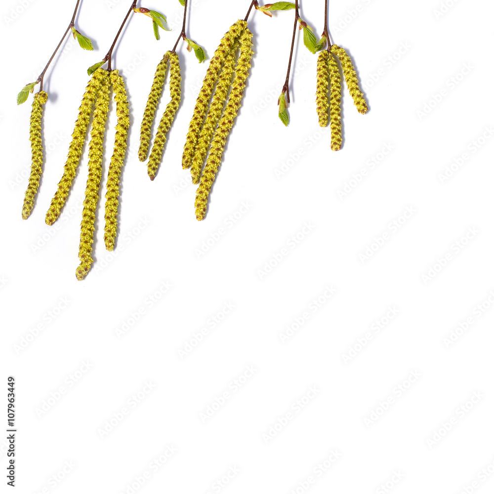 birch tree buds on a white background birch tree buds on a white background