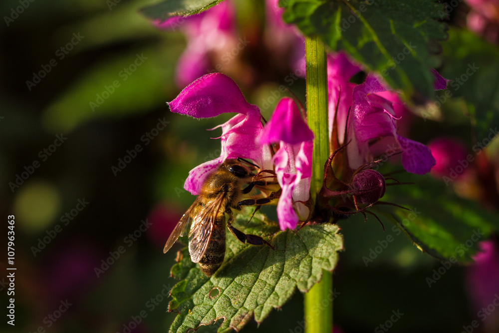 Obraz premium Bee on spring blossom flower