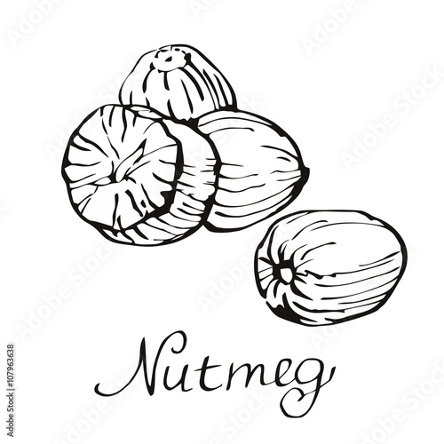 Kitchen spices. Nutmeg. Hand drawn vector illustration.