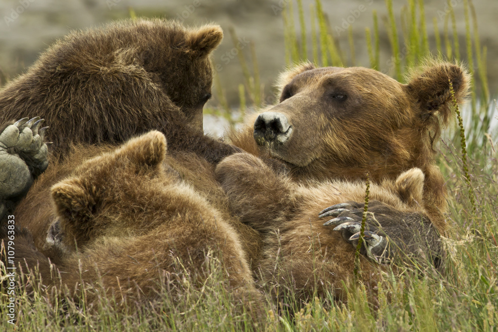 Obraz premium lying bear mother