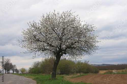 Lonely sour cherry blooming next to the field on a cloudy day