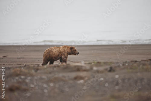 bear on beach