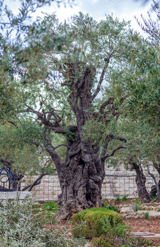 Gethsemane Garden at Mount of Olives, Jerusalem, Israel