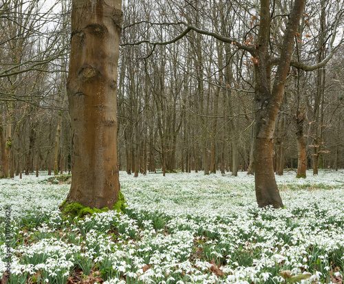 Snowdrop Woodland at Welford Park, UK photo