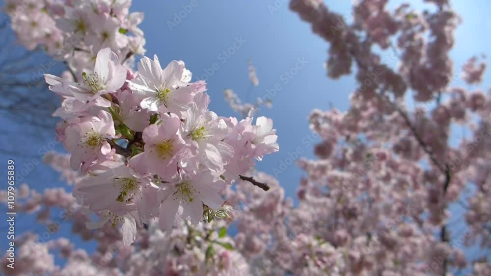 Blooming japanese cherry tree, sakura in the spring sunny day, closeup HD footage Blooming japanese cherry tree, sakura in the spring sunny day, closeup HD footage