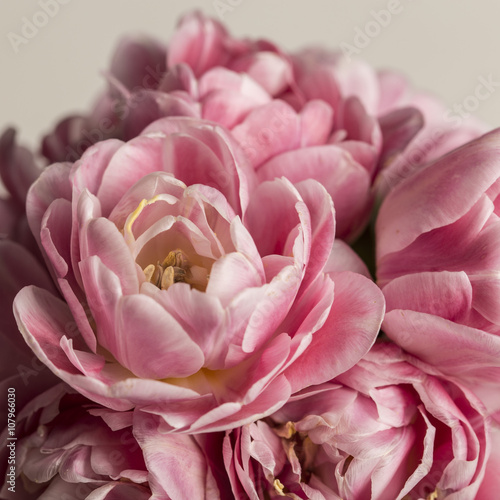 Macro flower pink tulip in bloom