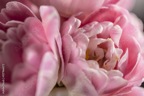 Fototapeta Naklejka Na Ścianę i Meble -  Macro flower pink tulip in bloom