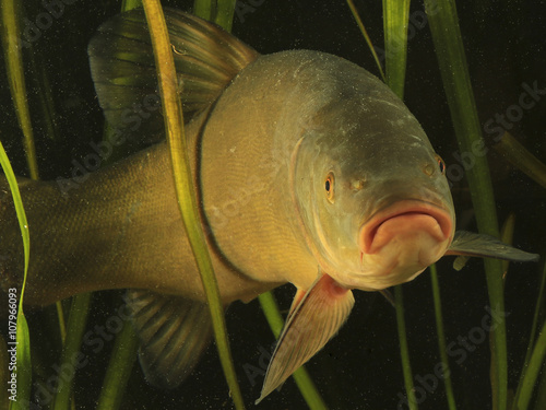 Obraz na płótnie Tench, Tinca tinca