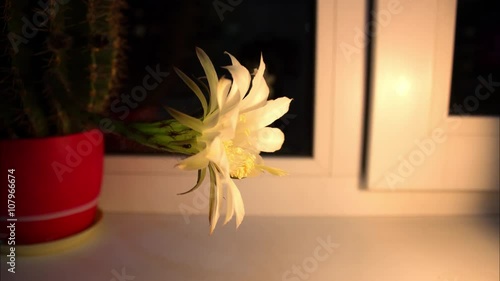 Time lapse: Beautiful cactus bloom  photo