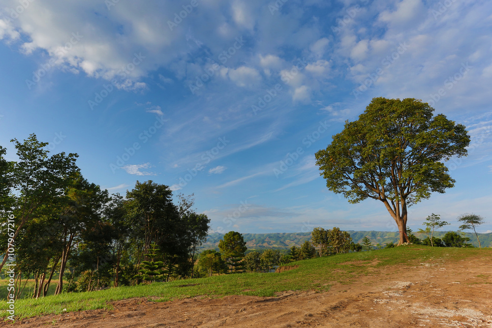 Fototapeta premium Landscape