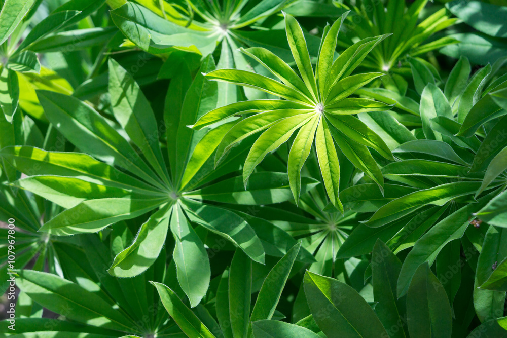 Obraz premium Lupinus Leaves and Water Drops