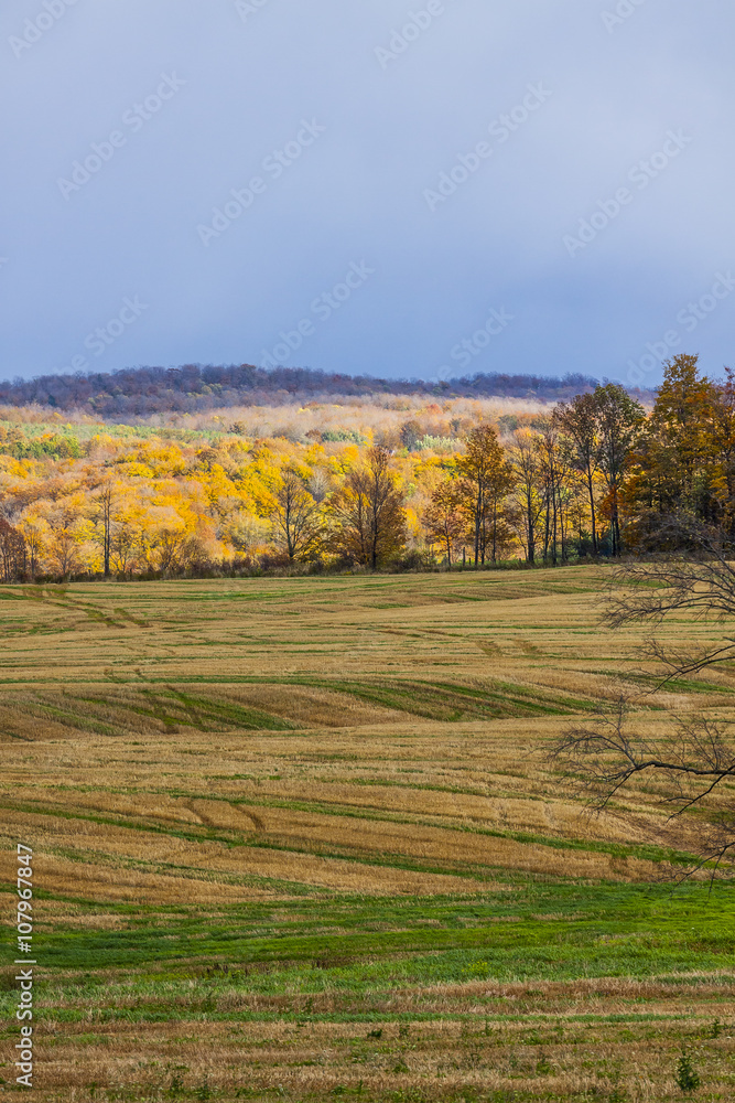 scenic view of rural countryside