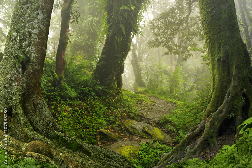 Fototapeta premium Dżungla w Nepalu