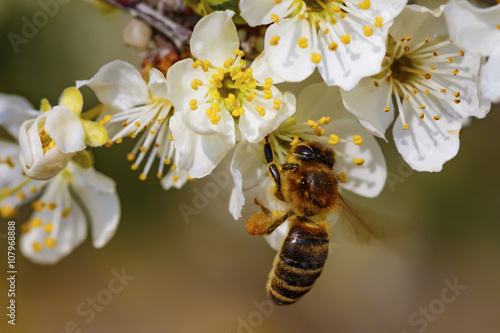 Bee flying towards a spring flower collecting pollen and nectar