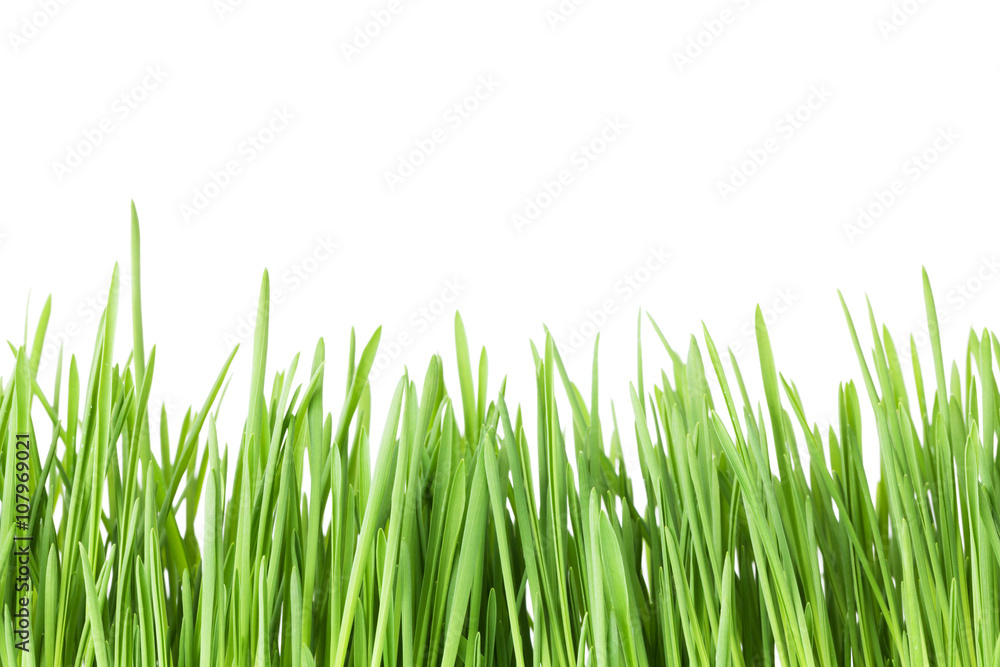 Naklejka Green grass