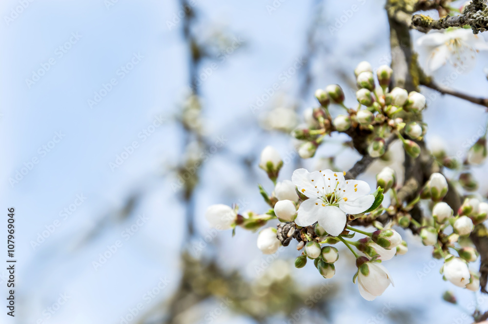 cherry plum blossom at sky background cherry plum blossom at sky background