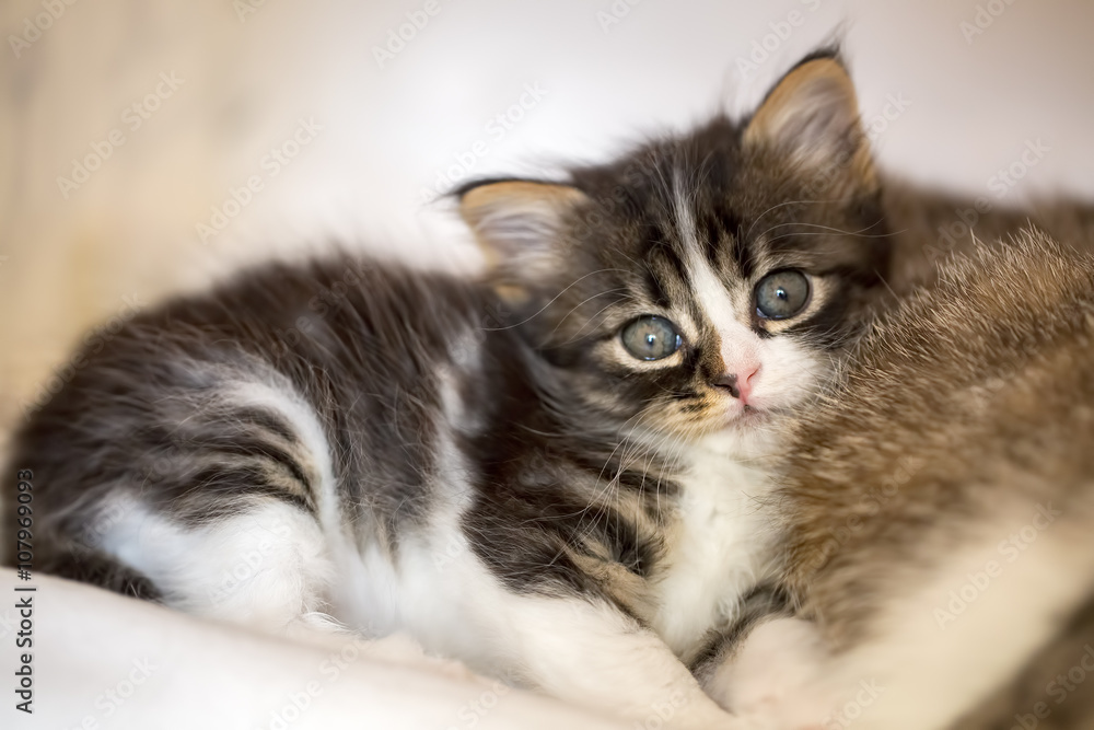 Yavru Kedi Yavru Kedi