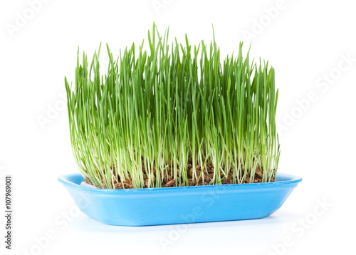 Green grass. Isolated