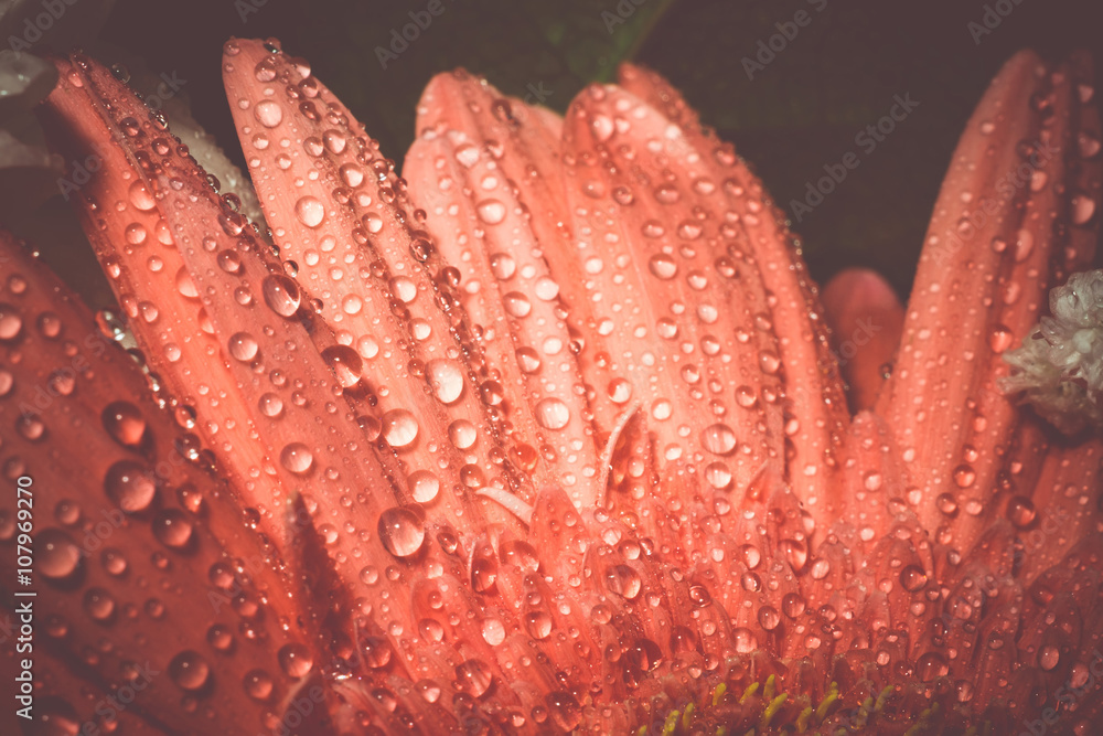 Pink Gerbera Macro Retro Pink Gerbera Macro Retro
