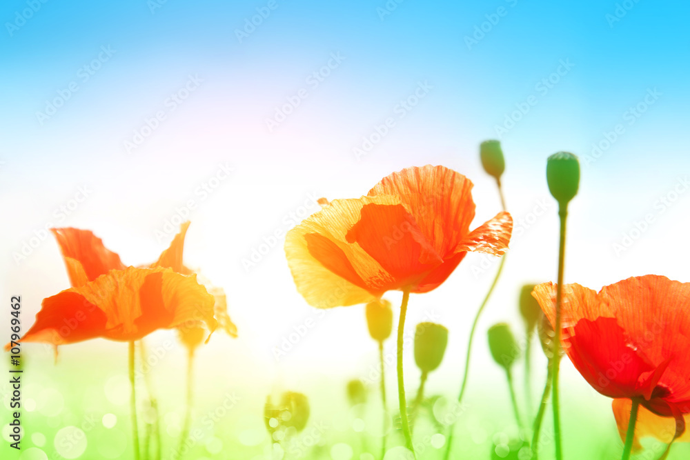 Obraz premium Gentle poppies in a field