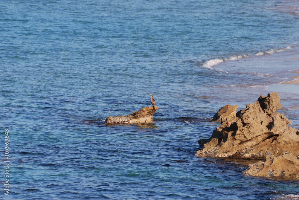 Fototapeta premium Isola di Sardegna, mare, cormorano sulle rocce, water, fauna, mare mediterraneo, estate,