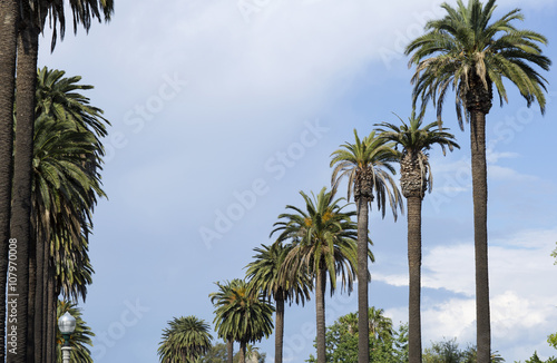 Tree against the blue sky. Tall palm trees and bright blue sky sunny day. 