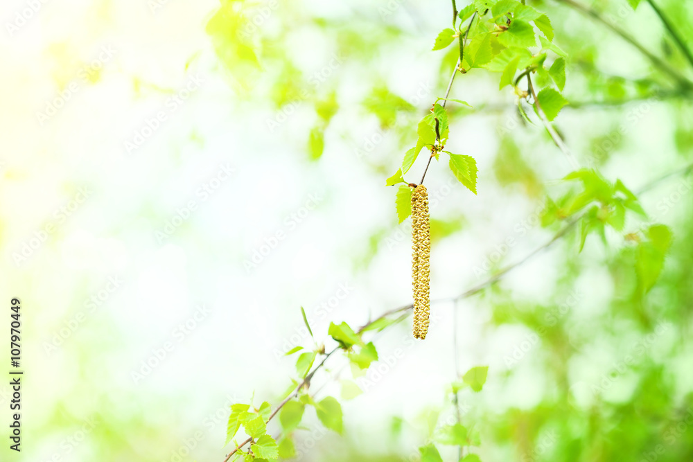 Obraz premium Spring background with leaves and birch catkins