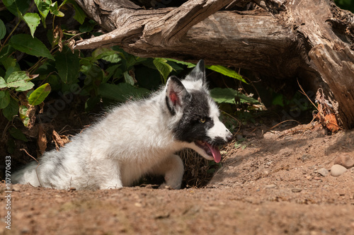 Young Marble Fox  Vulpes vulpes  Climbs Out of Den