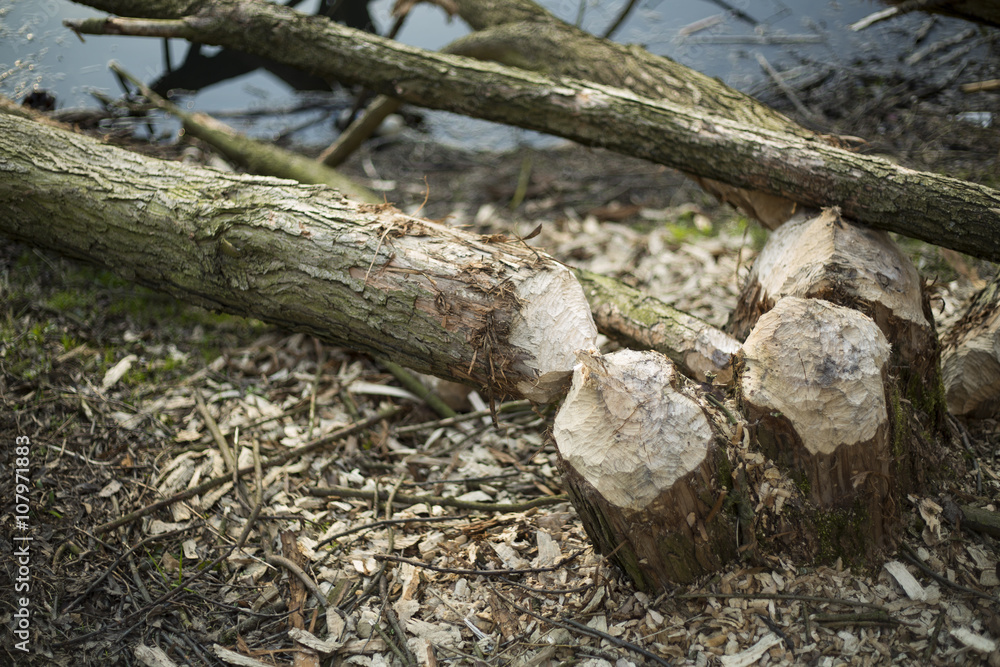 Boughs of trees felled by beavers Boughs of trees felled by beavers