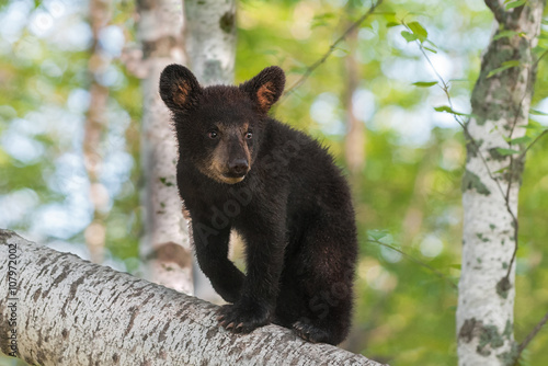 Black Bear Cub (Ursus americanus) Ears Forward