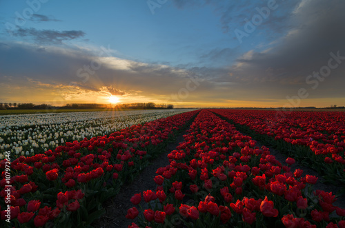 Tulip flowers in the Netherlands