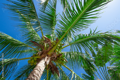 Brazilian Coconut tree