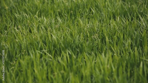 Wallpaper Mural Field of green wheat leaves Torontodigital.ca