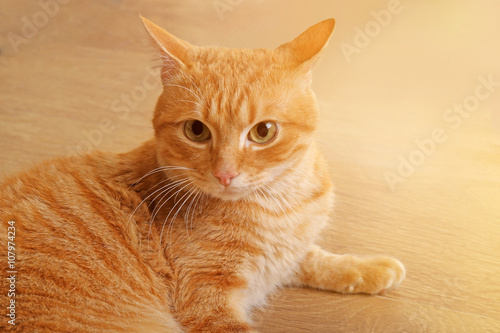 Cute red cat, close up