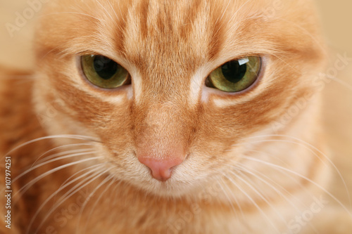 Muzzle of a red cat, close up © Africa Studio