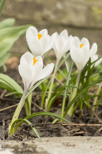 crocus flower on the flowerbed