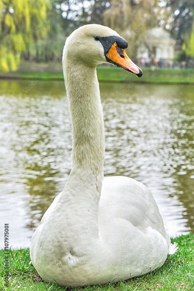 Obraz premium Portrait of white swan on lake background