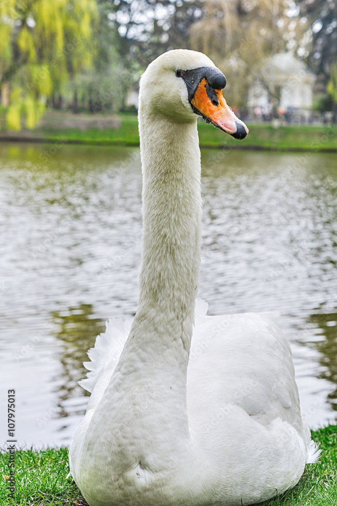 Fototapeta premium Portrait of white swan on lake background