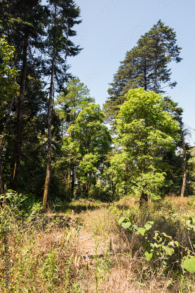 Forest Forest